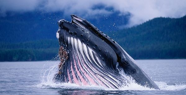 الحوت الازرق اكبر حوت في العالم