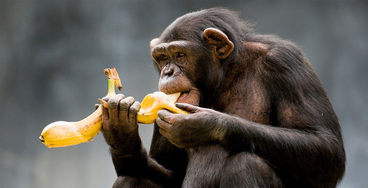لحوم القردة تدخل في المأكولات