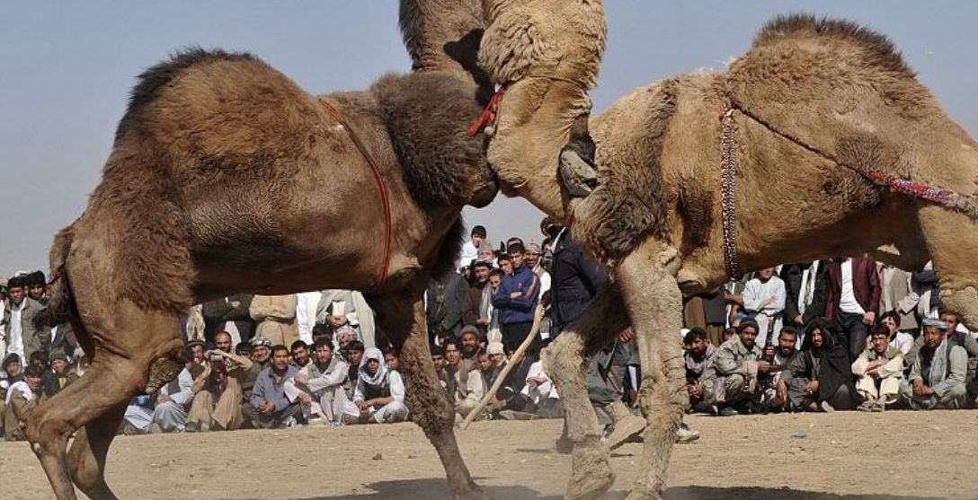 صورة أرشيفية لمعركة بين جملين في أفغانستان (AFP)